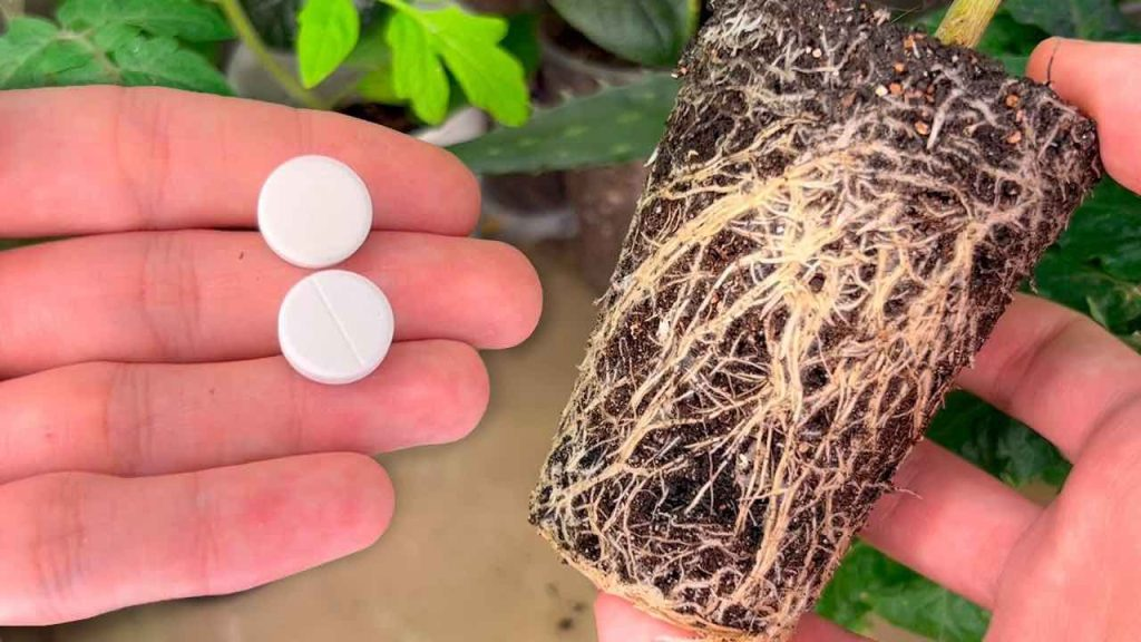 Plantones mucho más gruesos y robustos con estas 2 tabletas: estimulan el crecimiento