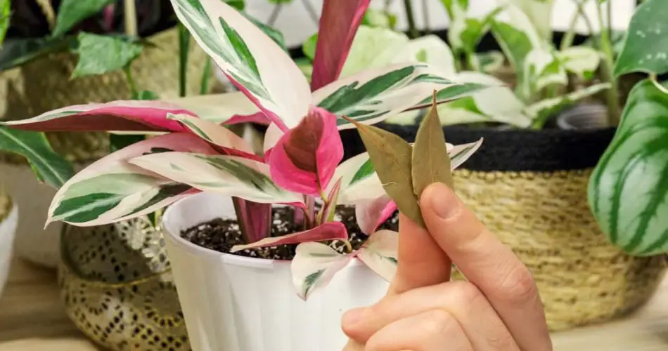 Pon 3 hojas de laurel en las plantas de tu huerto o jardín: revelado el motivo