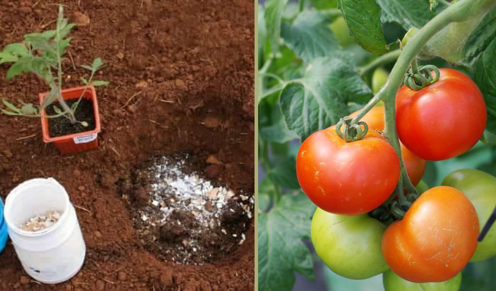 Pon estos 8 ingredientes en la tierra para cultivar tomates espectaculares rápidamente