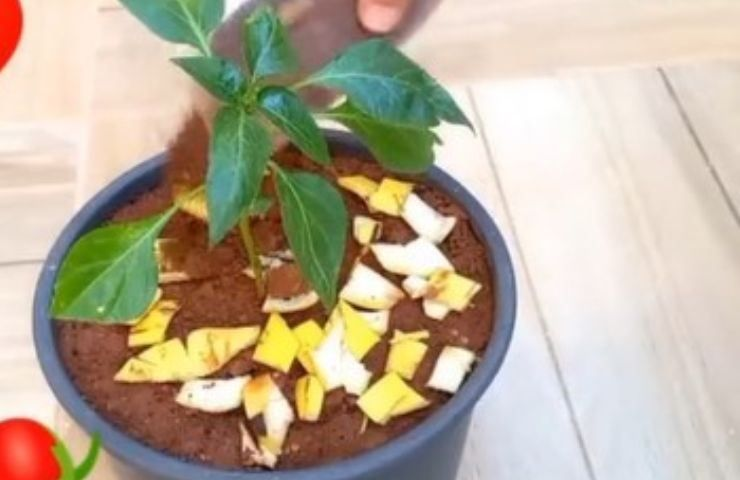 Ponga la cáscara de plátano en agua hirviendo durante 1 hora, le será de gran ayuda