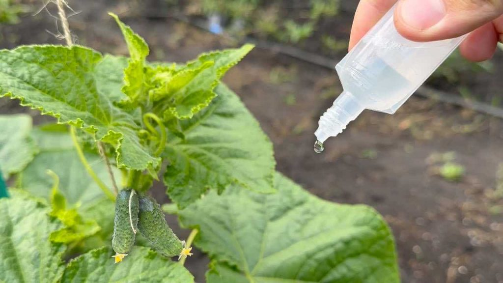 Ponga unas gotas en pepinos, tomates y pimientos: crecerán abundantemente