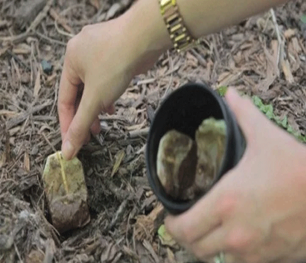 Por qué debes plantar las bolsitas de té usadas en tu jardín