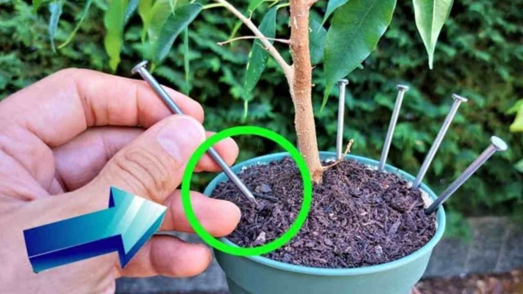 Porque todos dejan un clavo en las plantas antes de irse de vacaciones