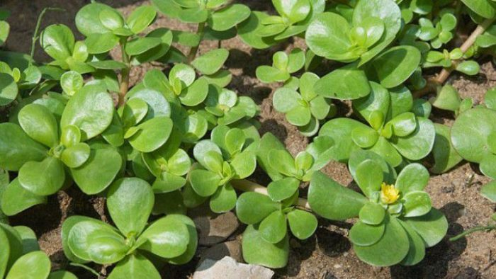 Portulaca: 14 beneficios