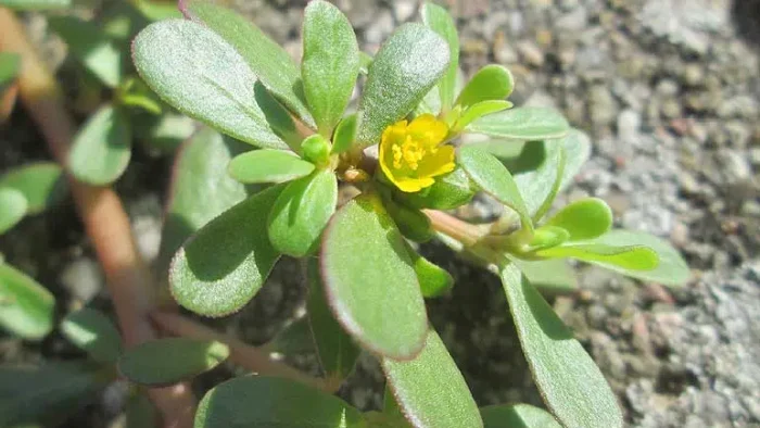 Portulaca es una planta con múltiples beneficios