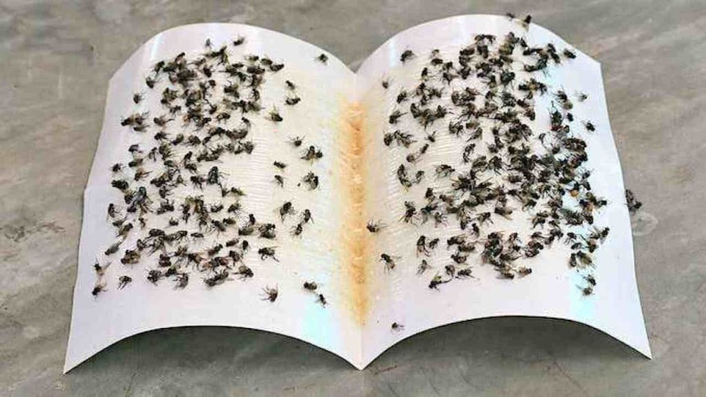 Prepara esta trampa para moscas mortal, con 50 céntimos puedes hacerlas desaparecer todas