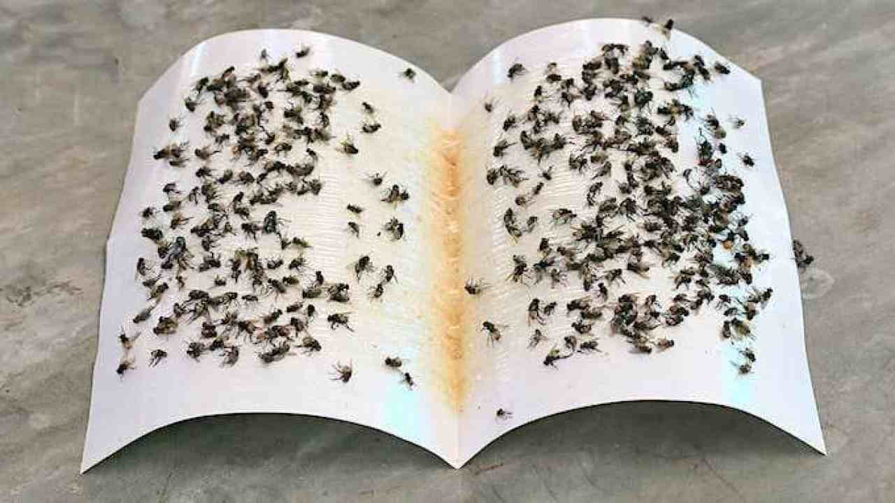 Prepárese para esta matamoscas mortal, con 50 centavos puede hacerlas desaparecer todas