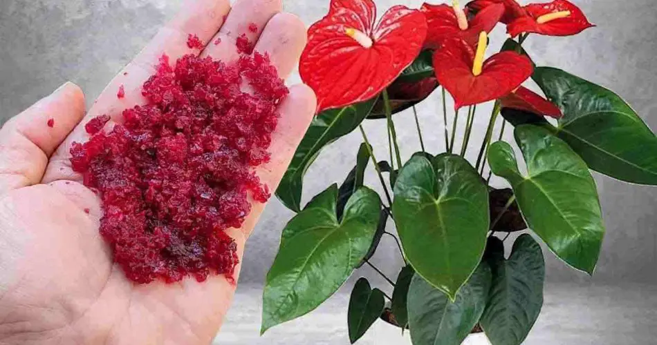 Puede parecer increíble, pero un puñado de este ingrediente lo hace florecer todo