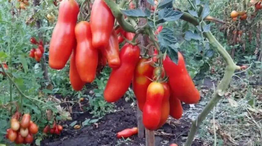 Qué plantar junto a los tomates para obtener una buena cosecha de tomates