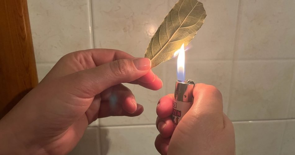 Quema una hoja de salvia en casa, 5 minutos después notarás los efectos: ¿qué sucede?