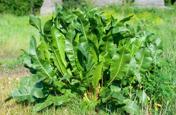 Rafano: una planta olvidada