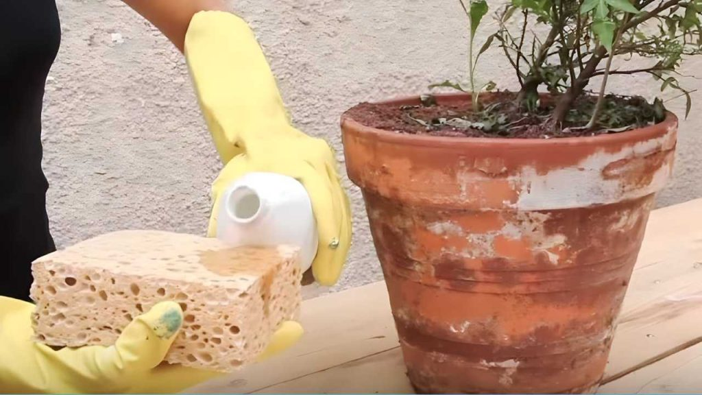 Rayas blancas en macetas de terracota, cómo eliminar las manchas: la solución