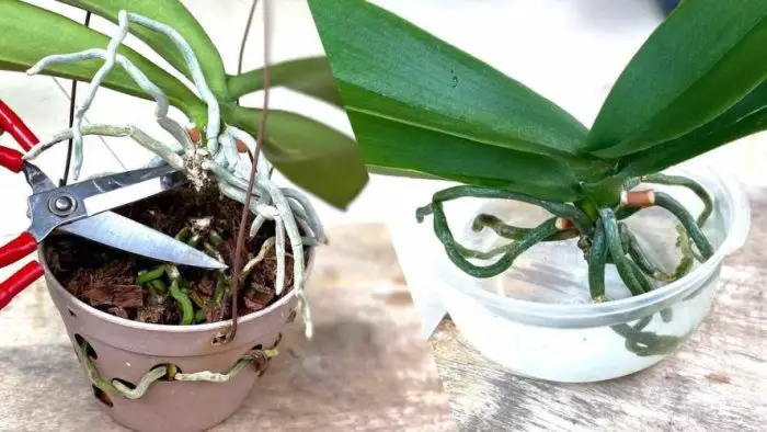 Rejuvenece tu orquídea con este método popular en viveros: dura toda la vida