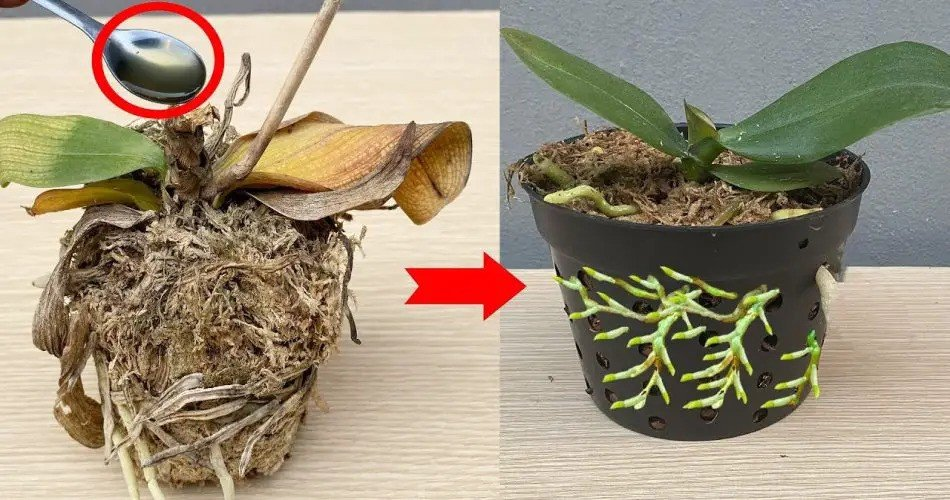 Remedio milagroso que revive instantáneamente las orquídeas marchitas