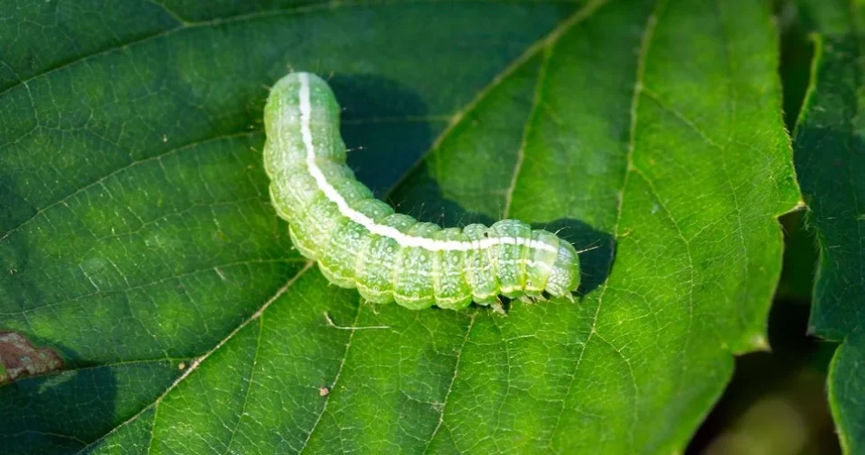 Remedios efectivos para eliminar las orugas verdes de forma natural