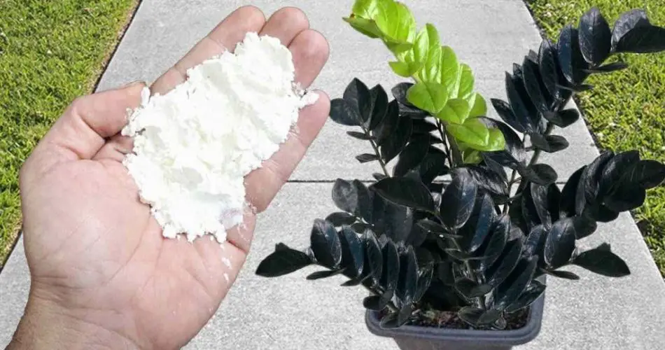 Repele mejor los parásitos que los gases lacrimógenos: los pulgones y las hormigas desaparecerán