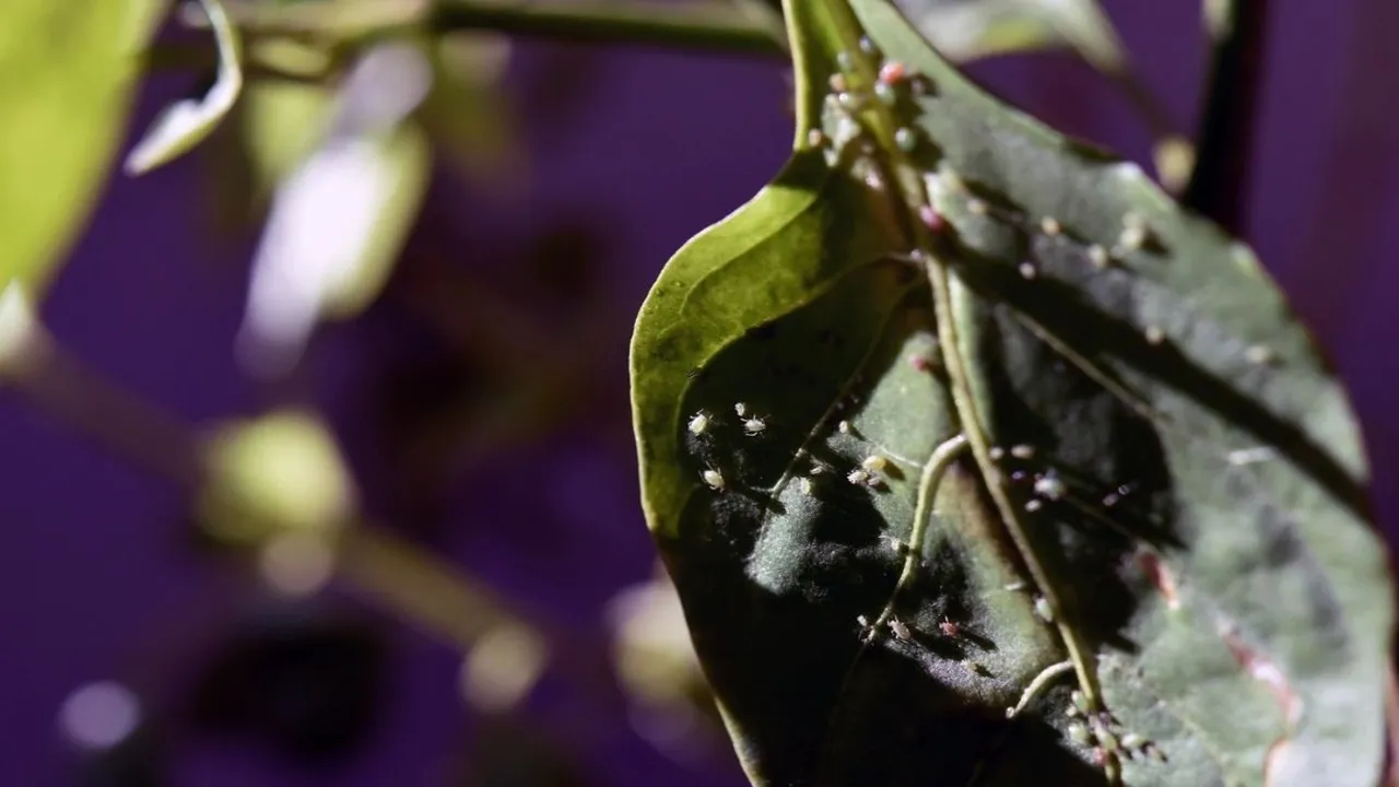 Repelente natural de jabón para combatir los pulgones en sus plantas de interior