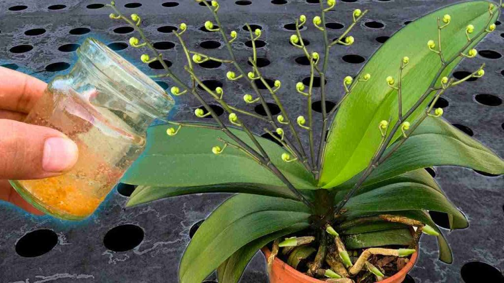 Riega todas las plantas con esta agua: incluso las flores más secas florecen