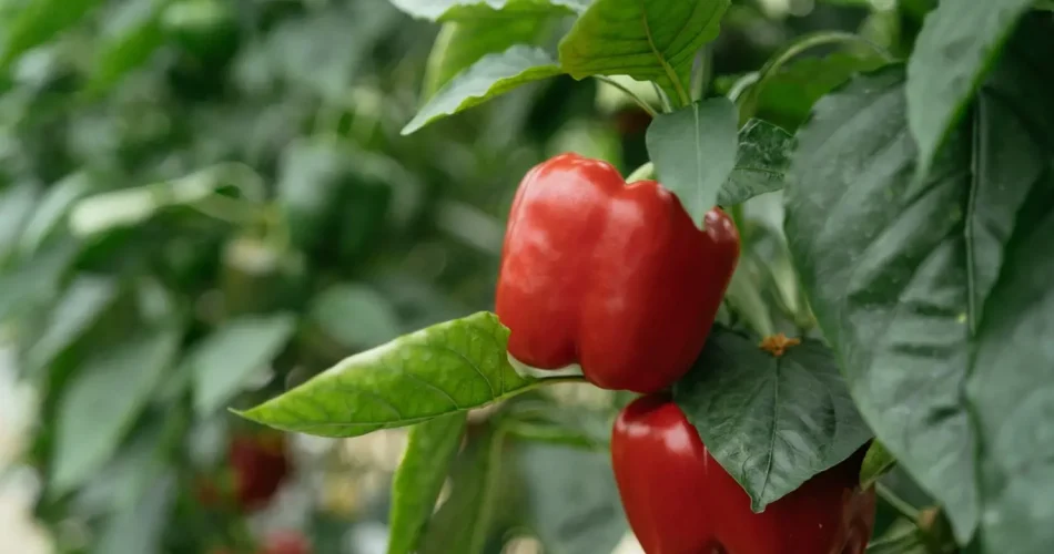 Rocía las plantas de pimiento con esto y olvídate de los pulgones.