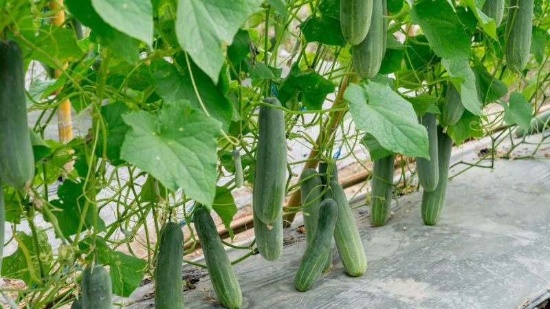 Rocíe los pepinos con esta solución casera para que no se marchiten