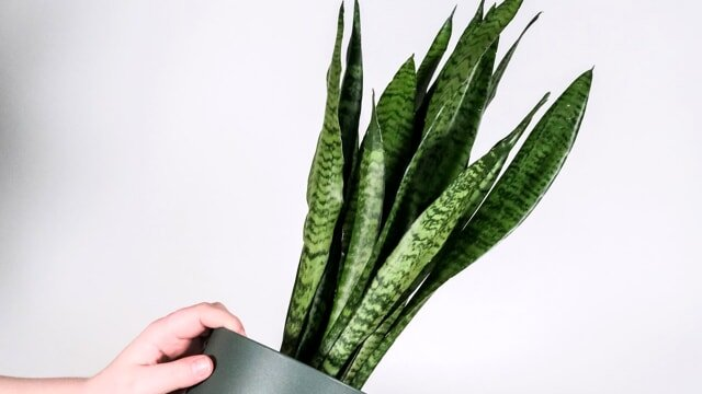 Sansevieria: los trucos para que crezca más rápido