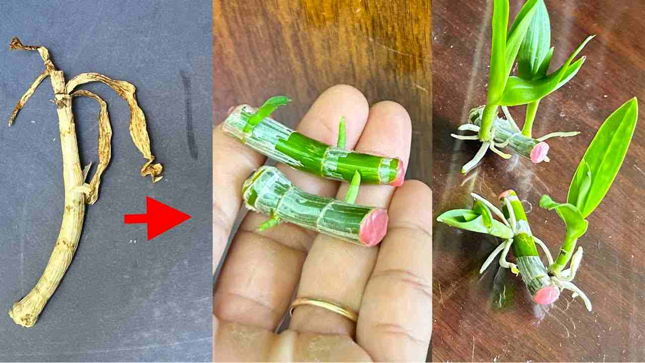 Si conoces este secreto, millones de orquídeas crecerán en tu jardín