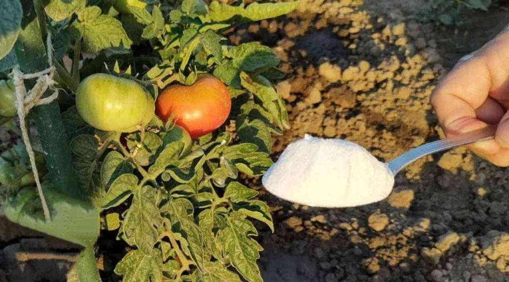 Si desea una cosecha abundante, riegue los tomates y pepinos del huerto: es una salvación