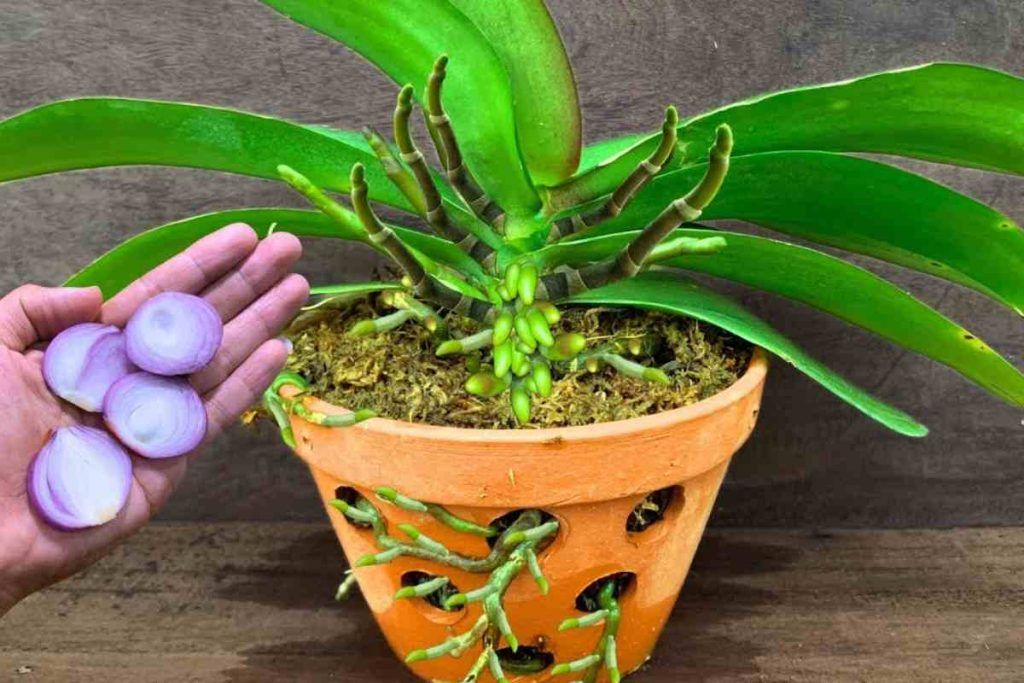 Si esparces esto sobre la orquídea, nunca dejarás de hacerlo