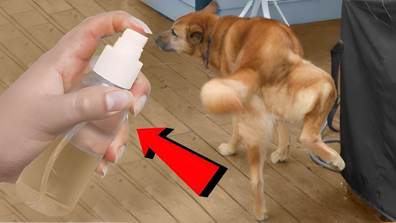 Si haces esto, tus perros y los de tus vecinos dejarán de orinar en tu casa.