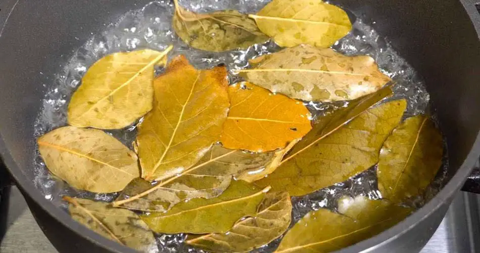 Si hierves esto, los insectos saldrán volando de tu casa en 5 minutos.