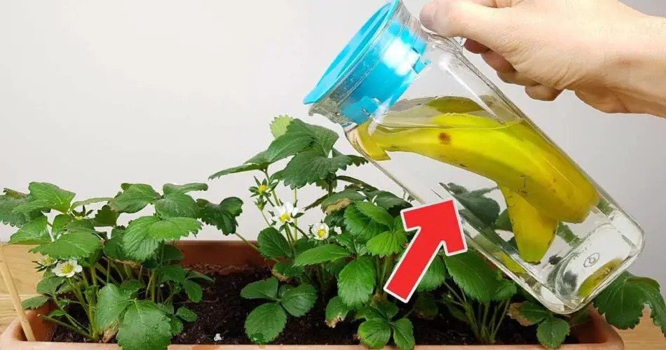 Si riegas tus plantas de interior con esto, crecerán diez veces más frondosas que ahora