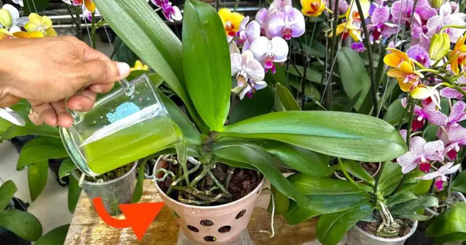 Si viertes 1 taza de este ingrediente, no tienes idea de cuántas orquídeas florecerán.