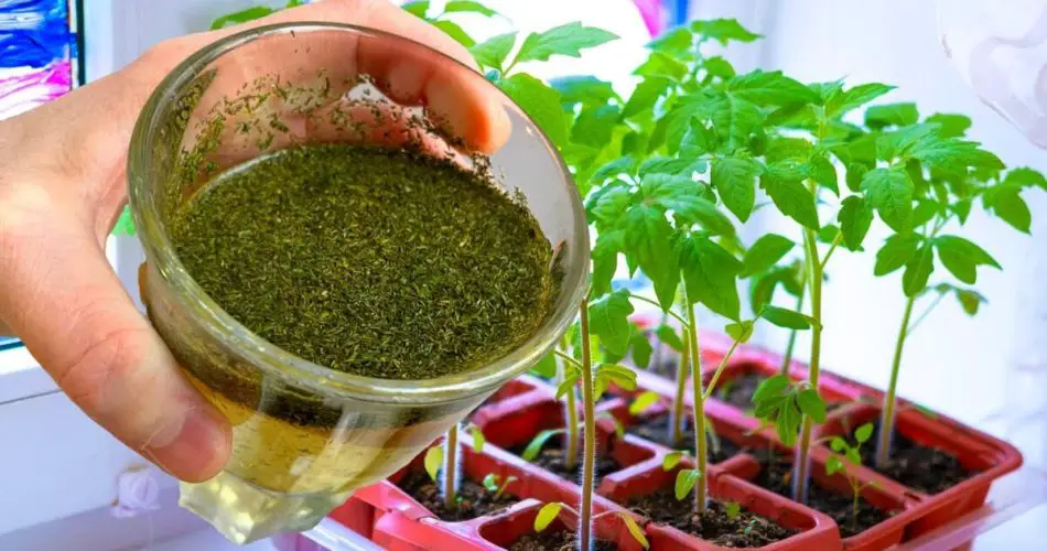 Siempre alimento las plantas jóvenes con esto antes de la cosecha y obtengo una cosecha mucho más grande