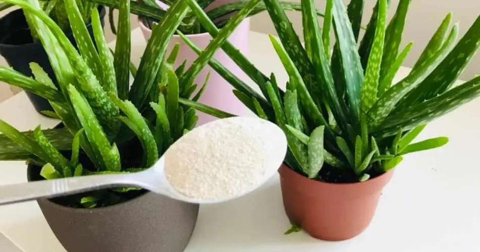 Solo añade 1 cucharada de aloe vera: Todos querrán saber cuál es el secreto