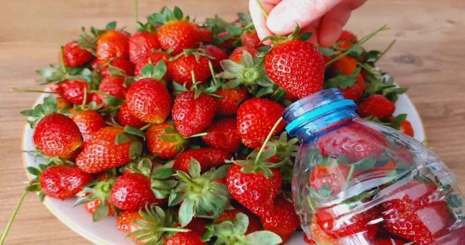 Solo así las fresas podrán conservarse durante todo un año: estarán aún más frescas