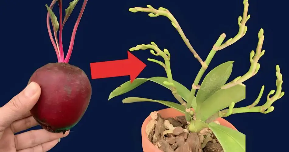 Sólo esta verdura de temporada basta para hacer explotar el jardín de orquídeas