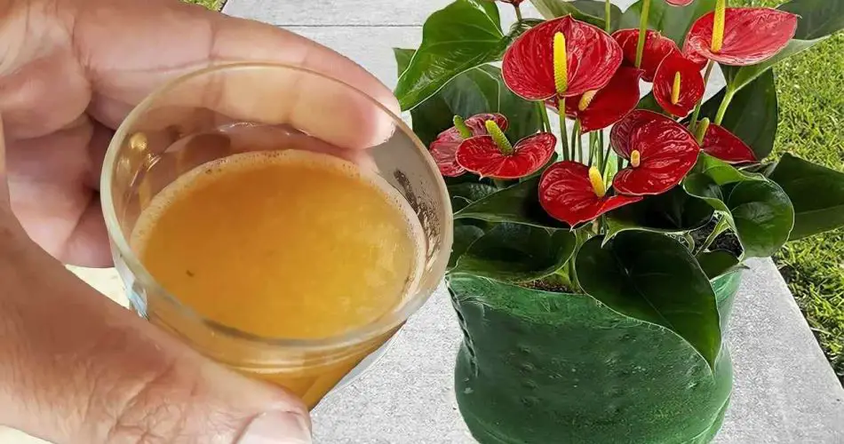 Solo si riegas esta taza, tus flores permanecerán exuberantes durante 3 años: resultado garantizado