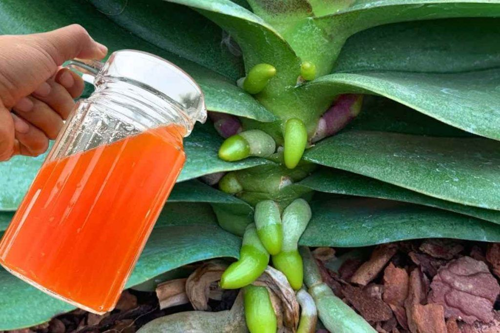 Sólo una taza al mes es suficiente: las flores y las raíces te lo agradecerán