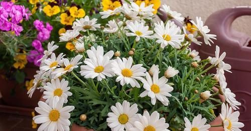 Suelo húmedo y sol pleno: cómo cultivar la margarita