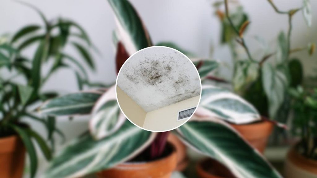 Todas estas plantas aromáticas evitan el moho en tu hogar y no lo sabes