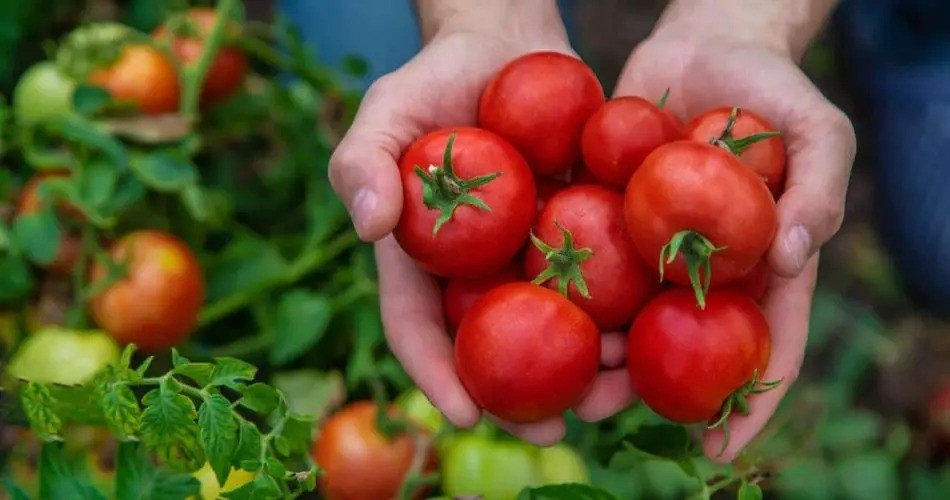Tomates, con este truco aumente el rendimiento de sus plantas en un 30 %