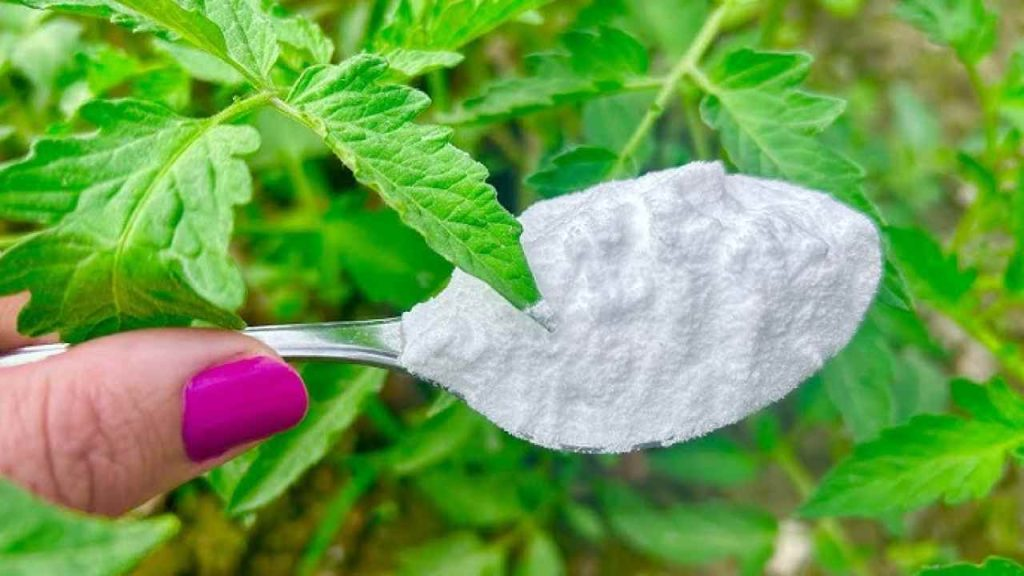 Tomates, pepinos y pimientos sazonados al gusto con una cucharada de este ingrediente