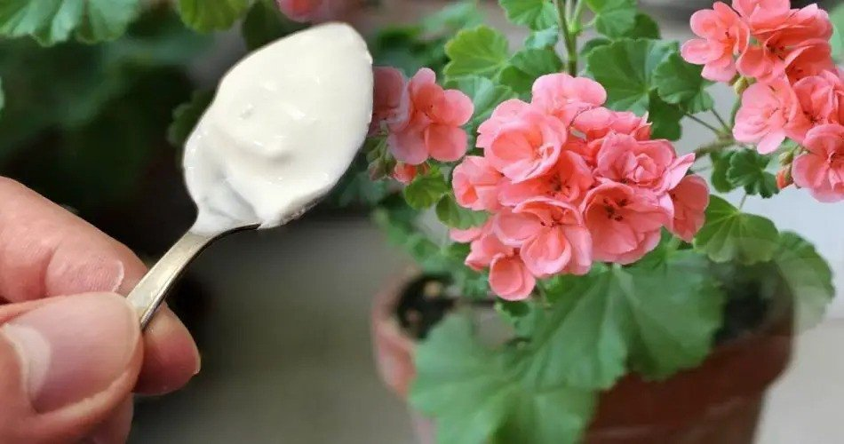 Transforma tus plantas de interior con fertilizantes comprobados. ¡Te esperan flores verdes y espléndidas!