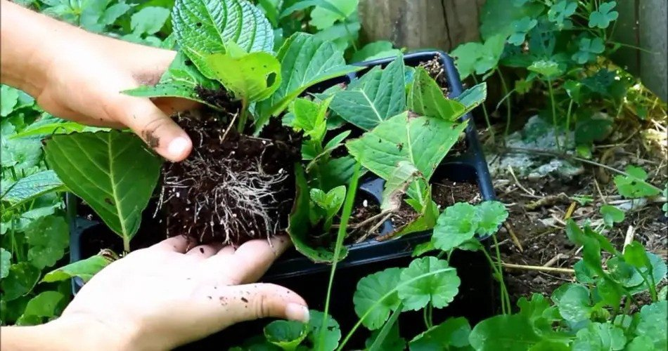 Triunfo en la propagación de hortensias: ¡100 % de éxito con esquejes!