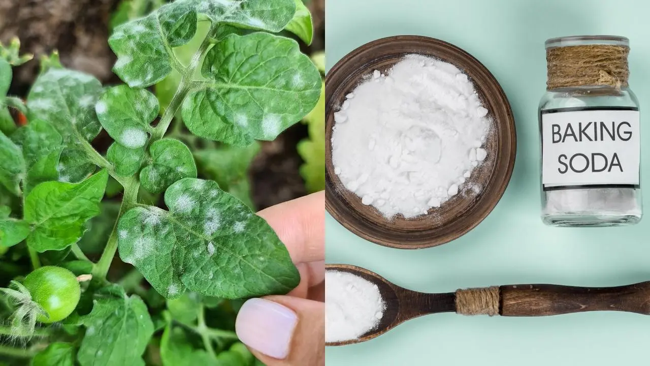 Truco con bicarbonato para eliminar hongos blancos de tus plantas