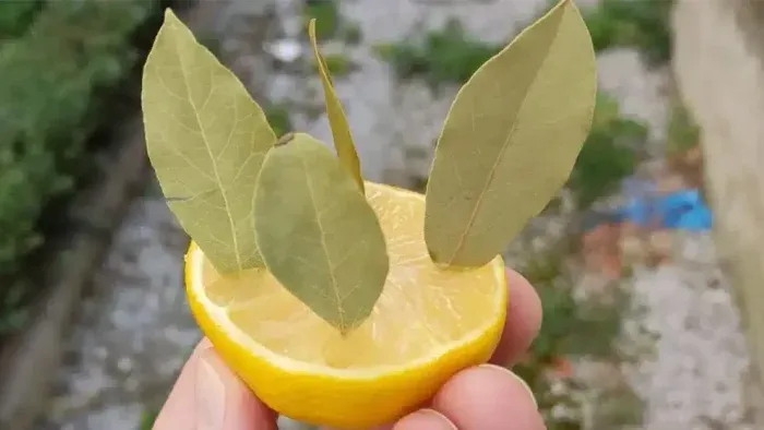Un consejo natural: pon una hoja de laurel en un limón