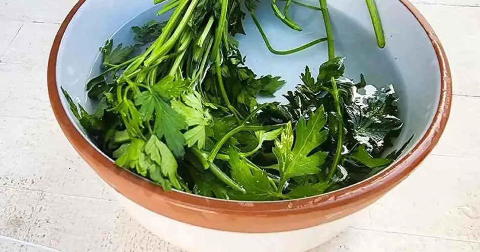 Un mes de perejil fresco con el método del cuenco: los cocineros lo hacen
