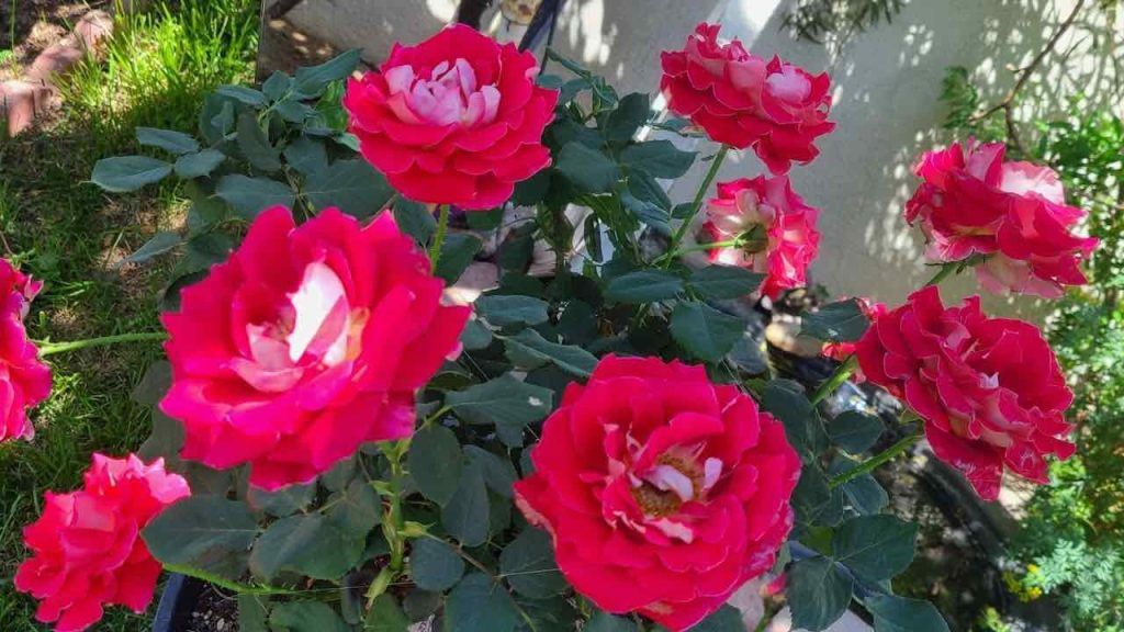 Un montón de rosas explotará con este fertilizante natural muy potente