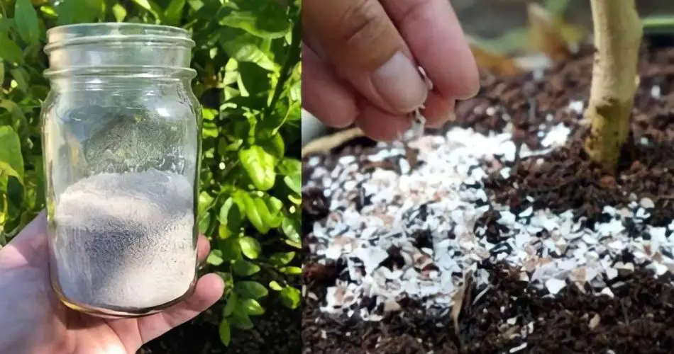 Una bomba natural para las plantas, solo tienes que verterla en la tierra para devolverles la vida