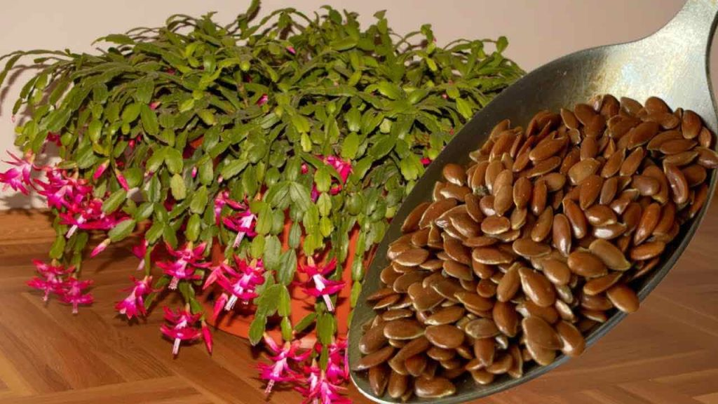 Una cuchara para cada flor que tengas en casa: tendrás una floración exuberante